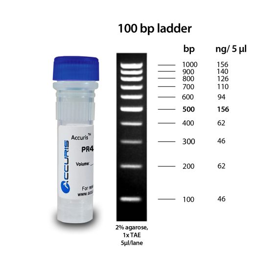 100-bp-ladder