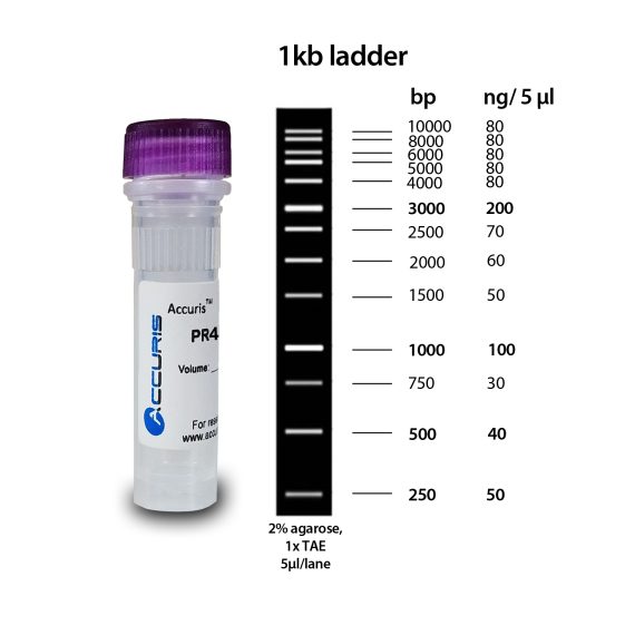 1kb-Ladder